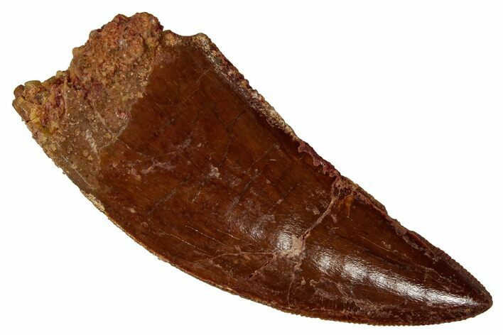 Serrated, Carcharodontosaurus Tooth - Real Dinosaur Tooth #341256